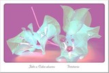 by Julio Colon