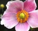 by Zuzi Petals & Pics
