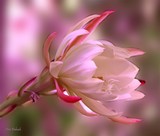 by Nira Dabush