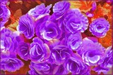 by Nira Dabush