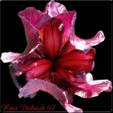 by Nira Dabush