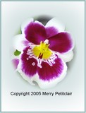 by Merry  Petitclair
