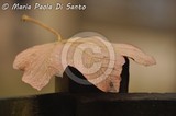 by Maria Paola Di Santo
