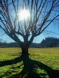 by Gracie Blankenship