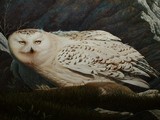 by Court McLean