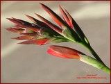 by Heli Aarniranta