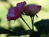 by Heli Aarniranta