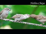 by nalin kariyawasam