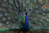 by Arvind T. Akki
