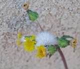 by Debra Kott