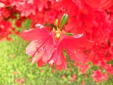 by Janet Dickinson