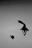 by Thomas Curry