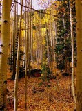 by Randy Schwanke