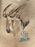 by Ariella Belau