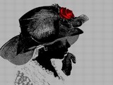 by Vilma Rohena