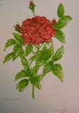 by José Ramalhão Fortunato