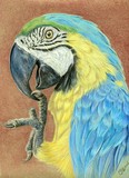by Svetlana Ledneva-Schukina