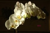 by KC CHANG