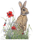by Jane Tutchener
