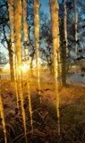 by VELYKIO - gintautas velykis -