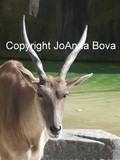 by JoAnna Bova