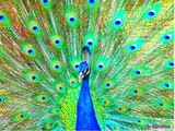 by Jo Hawkins
