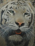 by David Ayling