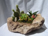 by Pedra Viva mini jardins