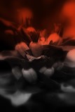by Gisella  Iturralde