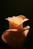 by Sharon Simmons