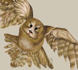 by Jenny Haslimeier