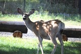 by Debra Kott