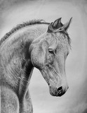 by Azzedine Douakha