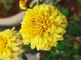 by Sree Ranjitha