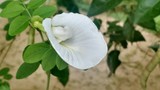 by Meena Kurup