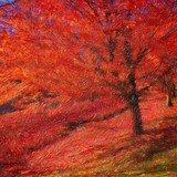 by Lyle  Kroll