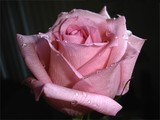by Susan G 