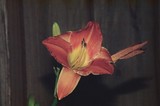 by Cheri Larkin