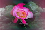 by connie anderson