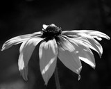 by Nancy Aldrich