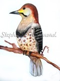 by Stephanie Hammond