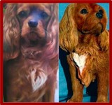 by Custom Pet Sculptures by Circe