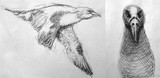 by Dana Koffenberger