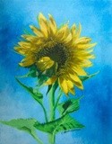 by Catherine Sandell
