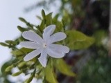 by Sree Ranjitha