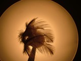 by Lauren Abric