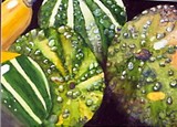 by Dana Bernard Elliott