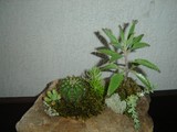 by Pedra Viva mini jardins