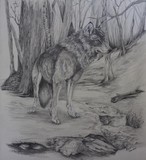 by Kim  Lawrie
