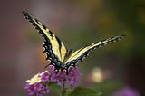 by Claire Chandler